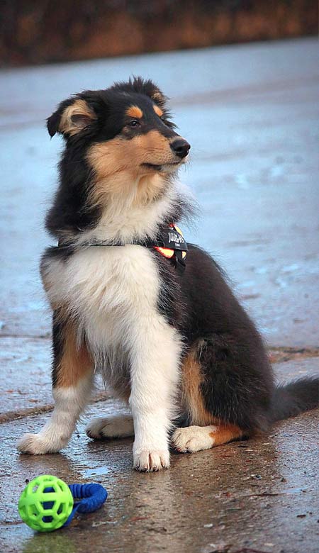 Collie